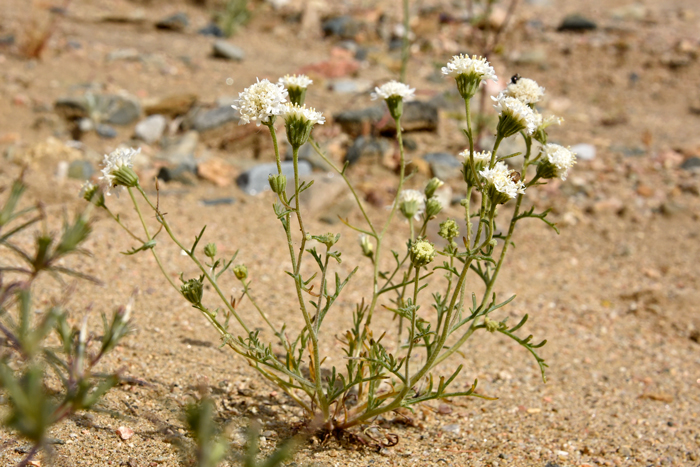 Esteve’s Pincushion has green or gray-green leaves, both basal and along stems. The leaves are alternate and concentrated on the lower stems. Note leaves are pinnatifid or even bi-pinnatifid. Chaenactis stevioides 